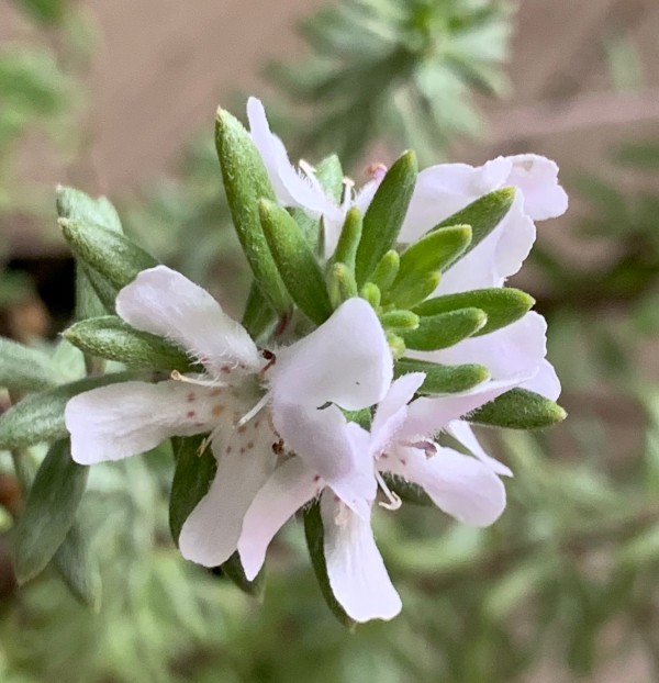ウエストリンギア　白花　植木組合