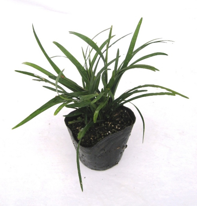 薮蘭　ヤブラン　苗