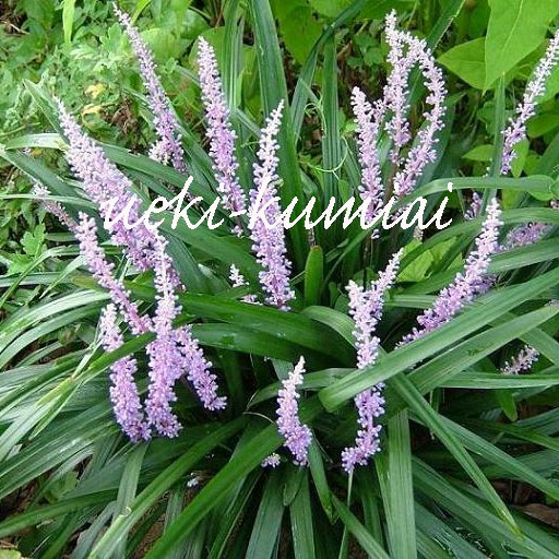 薮蘭　ヤブラン　苗