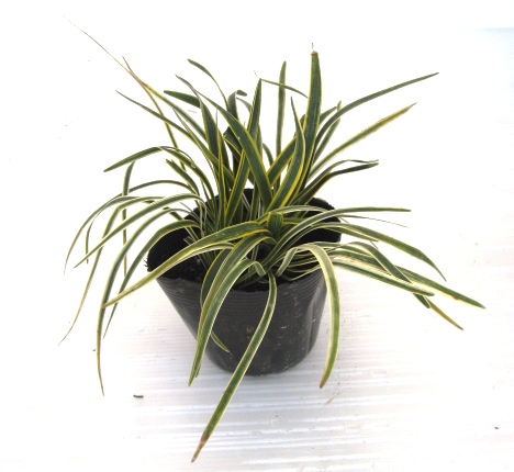 フイリヤブラン　（薮蘭）　斑入り葉　苗