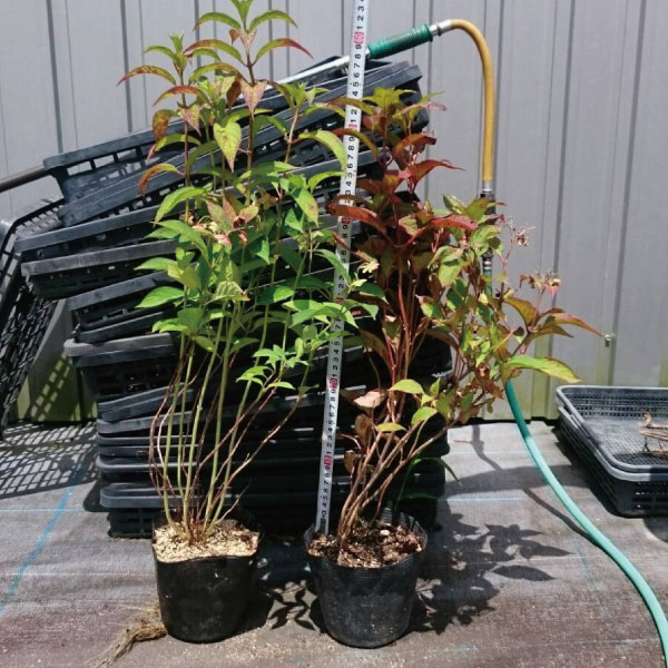 山アジサイ　ヤマアジサイ　紫陽花