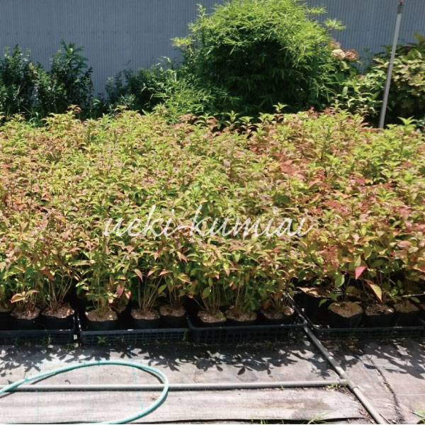 山アジサイ　ヤマアジサイ　紫陽花