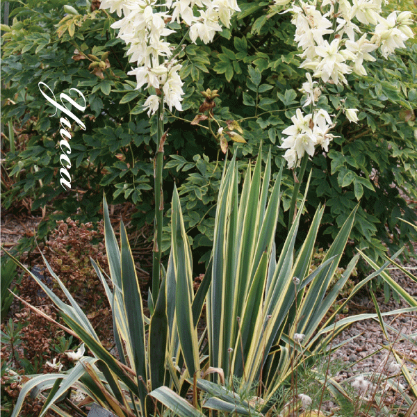 Yucca filamentosa 　Bright Edge　ユッカ　ブライトエッジ