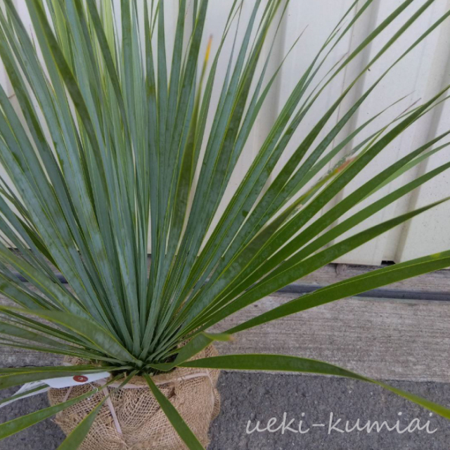 ユッカ　サファイアスカイズ　葉　植木組合　ロストラータ