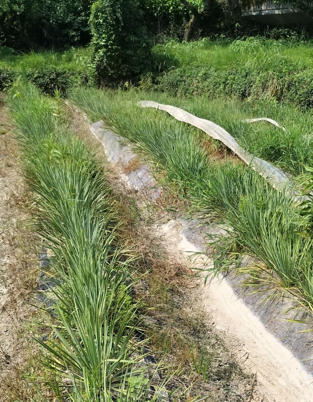 ユッカ ロストラータ サファイアスカイズ 高さ約40cm Yucca rostrata