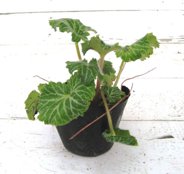 ゆきのした　苗　ユキノシタ  雪ノ下