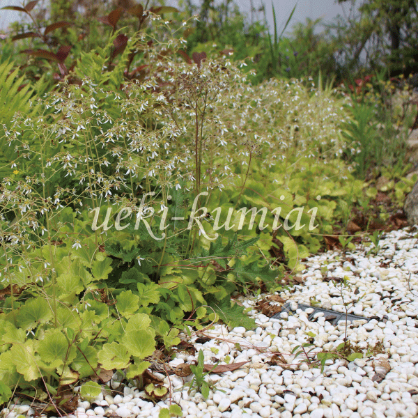 ユキノシタ　雪ノ下