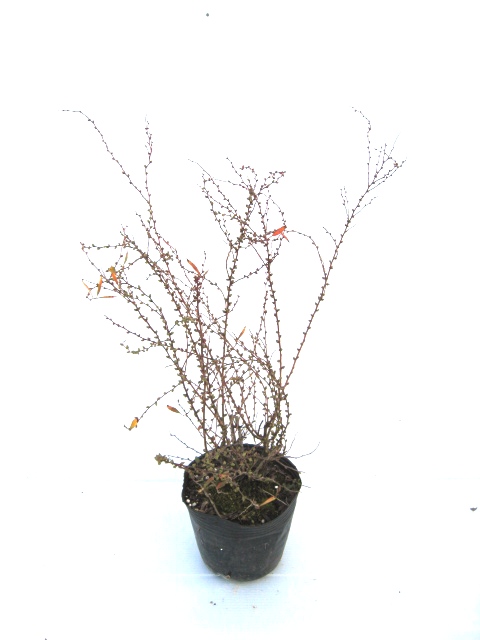 ユキヤナギ　雪柳