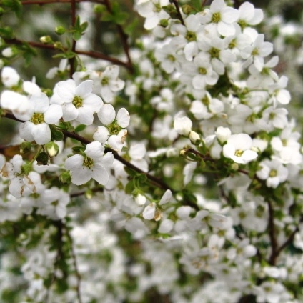 ユキヤナギ　雪柳