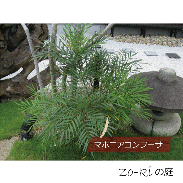 柊南天　ヒイラギナンテン　マホニアコンフーサ　マホニア　コンフューサ