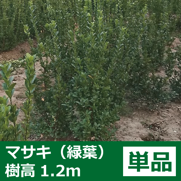 マサキ　生垣　植木組合　正木