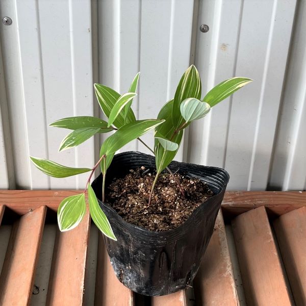 ナルコユリ（鳴子百合）　苗　15cmポット入