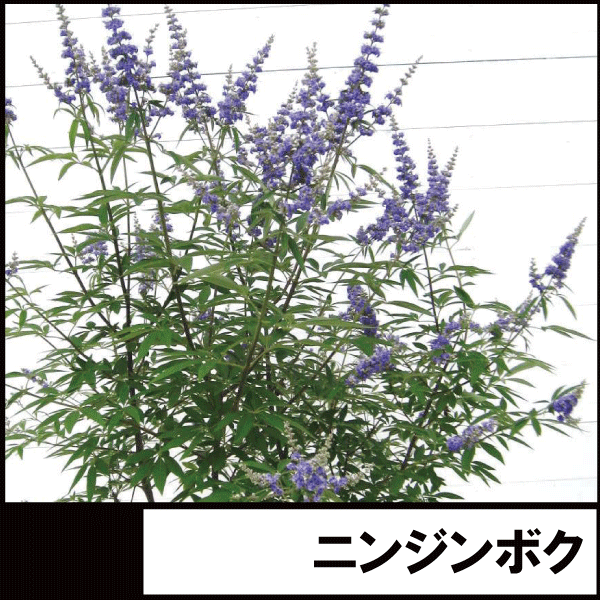 ニンジンボク　