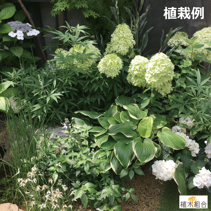 ノリウツギ　植木組合