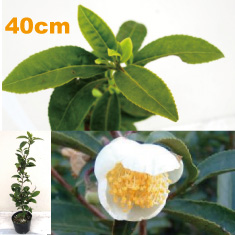 オチャノキ　お茶の木　苗