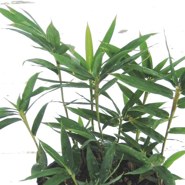 オロシマチク　（於呂島竹）　苗