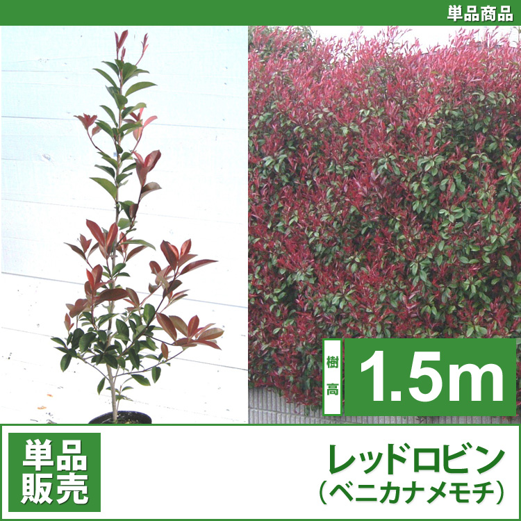 レッドロビン　（西洋紅カナメ・アカメ）1.5m 単品　【業者仕入向け】
