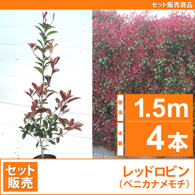 レッドロビン　（西洋紅カナメ・アカメ）1.5m 4本セット販売　【業者仕入向け】