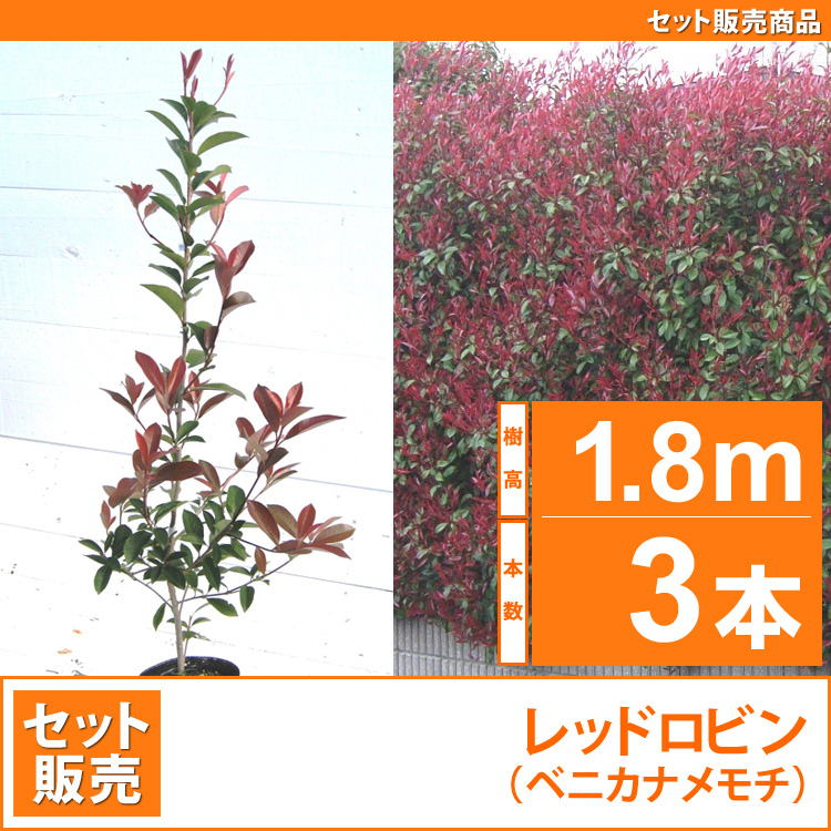 レッドロビン　（西洋紅カナメ・アカメ）1.8m 3本セット販売　【業者仕入向け】