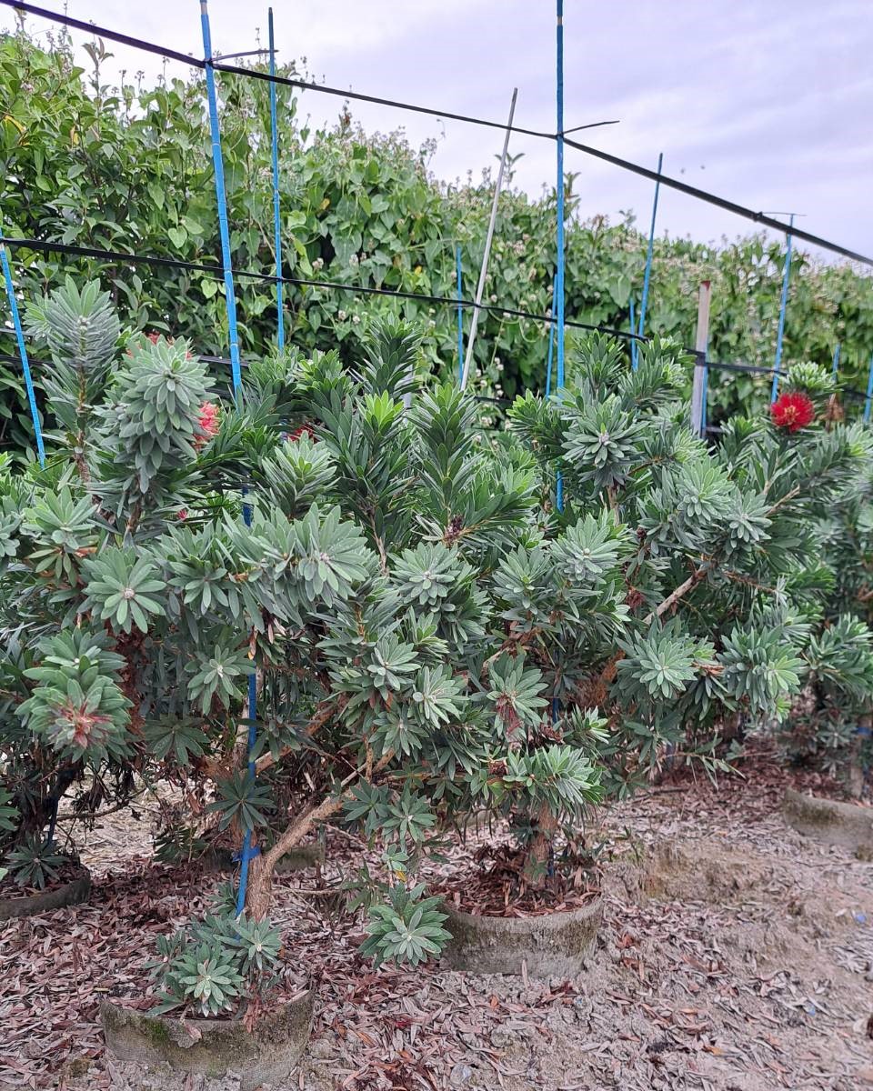 カリステモン　リトルジョン　ブラシノキ　ドライガーデン　常緑　低木　植木組合