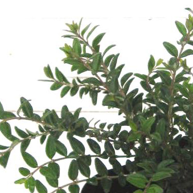 ロニセラニチダ　ロニセラニティダ　苗