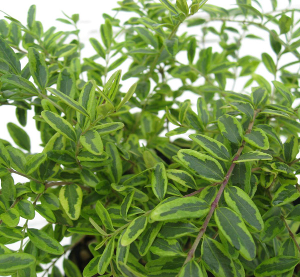 ロニセラニチダ　レモンビューティー　（ロニセラニティダ　斑入り葉）　　苗