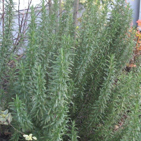 ローズマリー 苗 立性