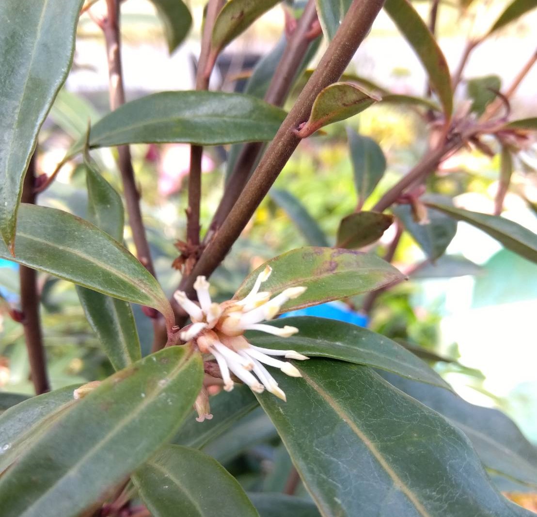 サルココッカ　パープルステム　植木組合