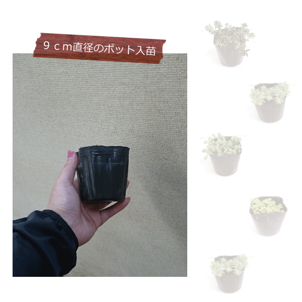 セダム　品種　各種　多肉