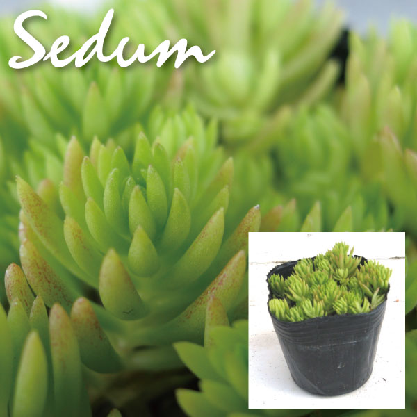 セダム　メキシコマンネングサ　多肉　ベンケイソウ