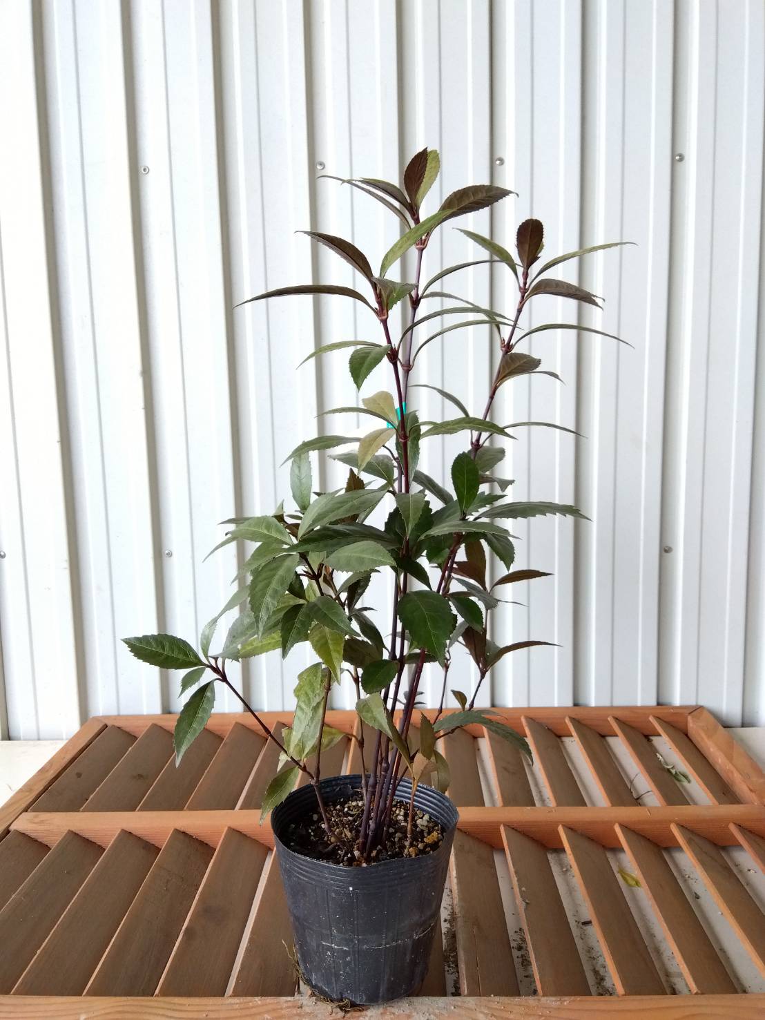 千両　（センリョウ）　ダークショコラ　高さ約40ｃｍ
