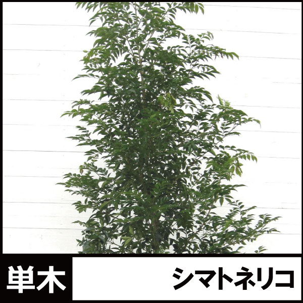 シマトネリコ　単木　1本立