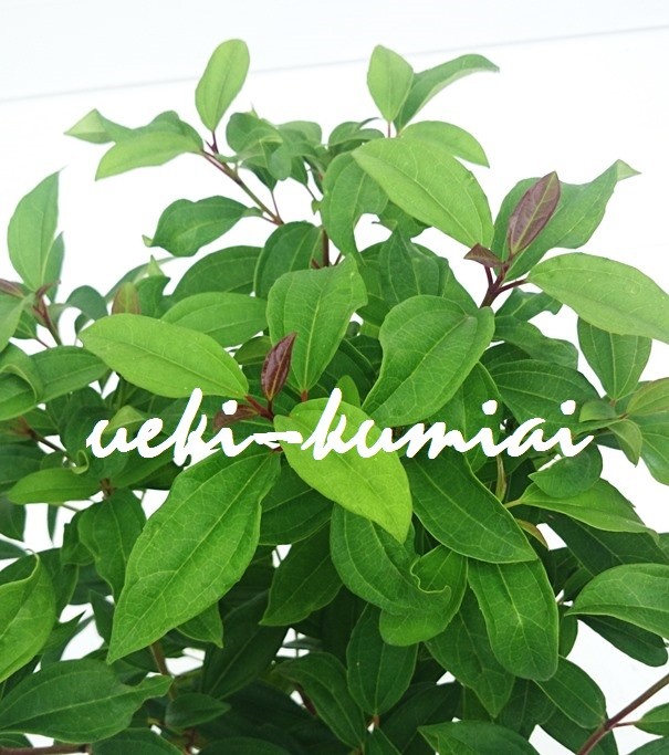 ビバーナム　シナモミフォリウム　常緑ガマズミ