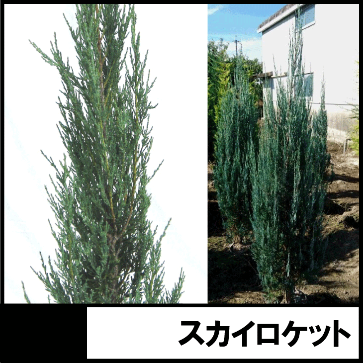 スカイロケット　コロラドトウヒ　ブルー　コニファー