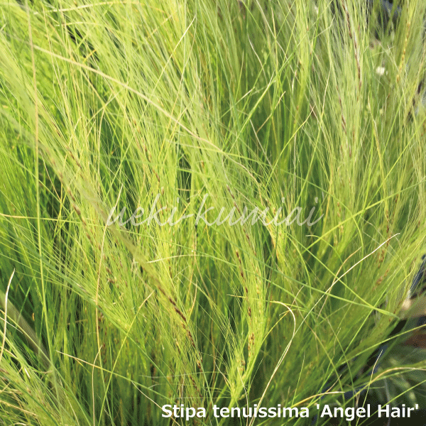 スティパ　テヌイッシマ　グラス　ガーデン