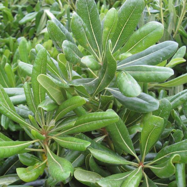 トベラ　植木　木