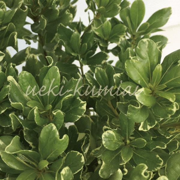 フイリトベラ　斑入りとべら　