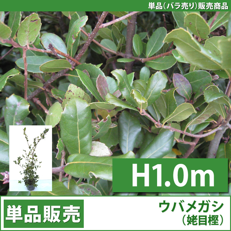 ウバメガシ　（姥目樫）　