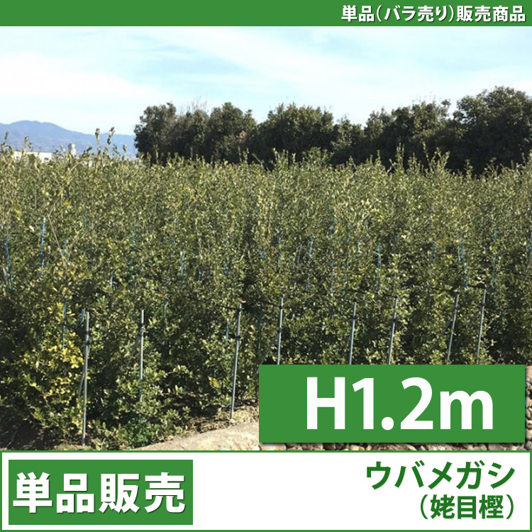 ウバメガシ　（姥目樫）