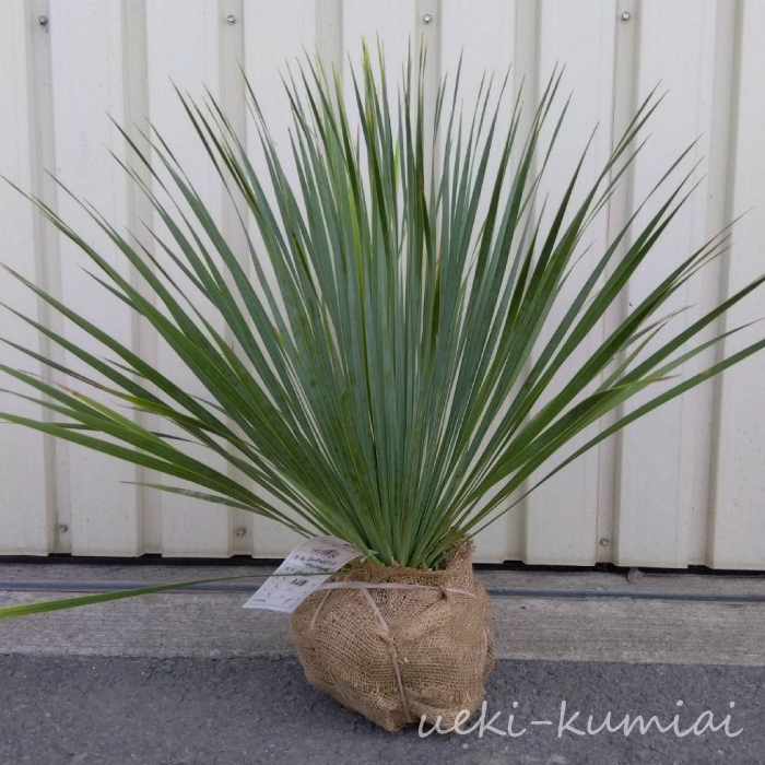 ユッカ　サファイアスカイズ　葉　植木組合　ロストラータ