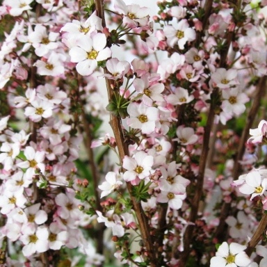 ユキヤナギ ピンク花 雪柳