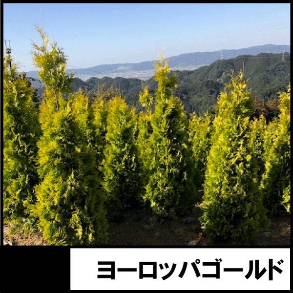 針葉樹の苗木 高さ1 0ｍ 1 5ｍ を通信販売 造園業のプロのための卸売り価格