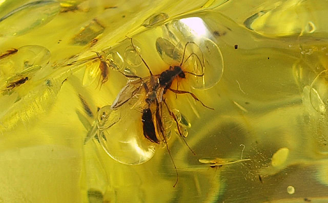 天然 琥珀 ワインキャップ(観賞用)