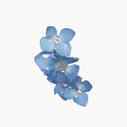 【送料無料】天然素材 ドライフラワー 紫陽花 アジサイ ブルー お花 フラワー イヤーカフ イヤリング イヤークリップ 片耳用 女性 レディース 6344-LL25