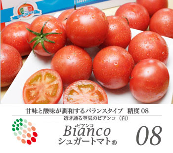 送料無料】シュガートマト糖度8ビアンコ【約0.8～1kg（12～20玉）】 一