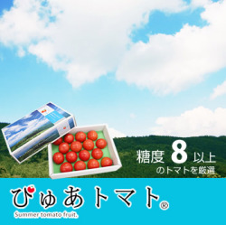 【送料無料】希少価値の高い夏のフルーツトマト・ぴゅあトマト【約0.8～1kg（12～20玉）】