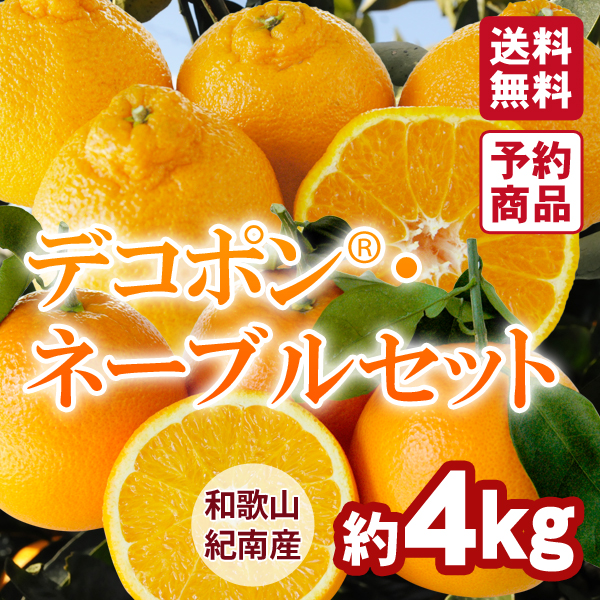 みかん まとめ割り 11～2月発送] 瀬戸内の亀ちゃん みかん 約5kg 国産 瀬戸内 広島 大崎