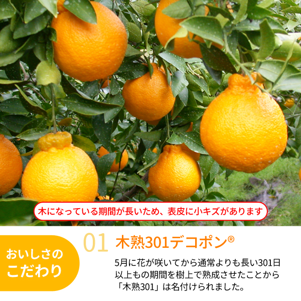 301木熟デコポン