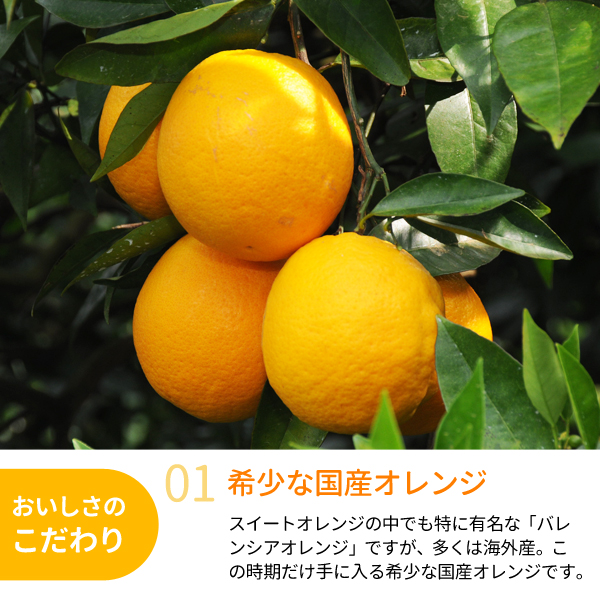 2025年販売終了＞【送料無料】バレンシアオレンジ 約5kg 紀州