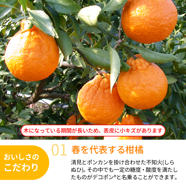 木熟デコポン3kg